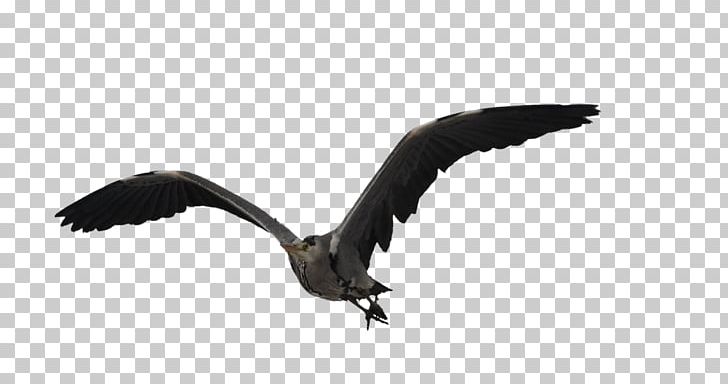 Bird Stock Photography PNG, Clipart, Accipitriformes, Animals, Art, Beak, Bird Free PNG Download