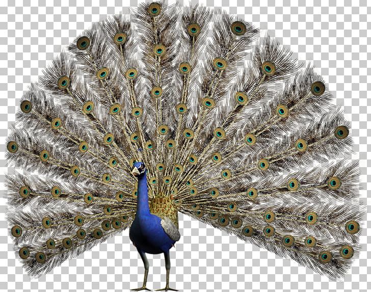 Pavo Stock Photography Asiatic Peafowl PNG, Clipart, Animals, Asiatic Peafowl, Beak, Feather, Galliformes Free PNG Download