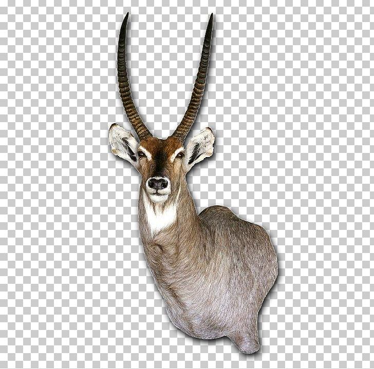 Waterbuck Taxidermy Tanning Horn Skin PNG, Clipart, Animal, Antelope, Antler, Carpet, Cow Goat Family Free PNG Download