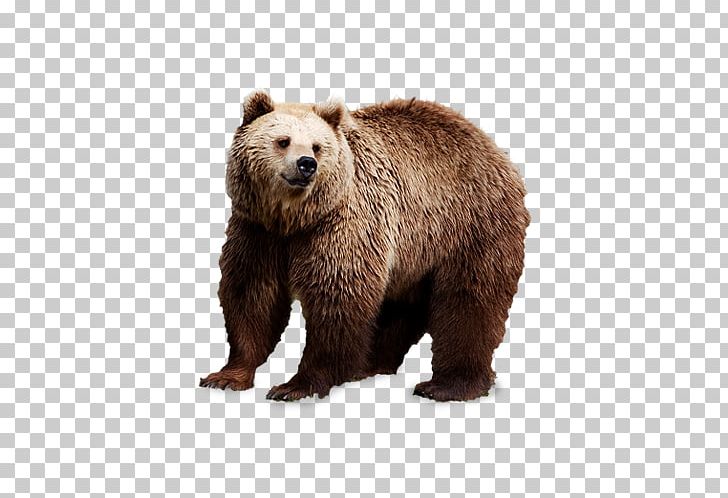 Brown Bear Polar Bear PNG, Clipart, Animals, Bear, Bears, Big, Big Bear Free PNG Download