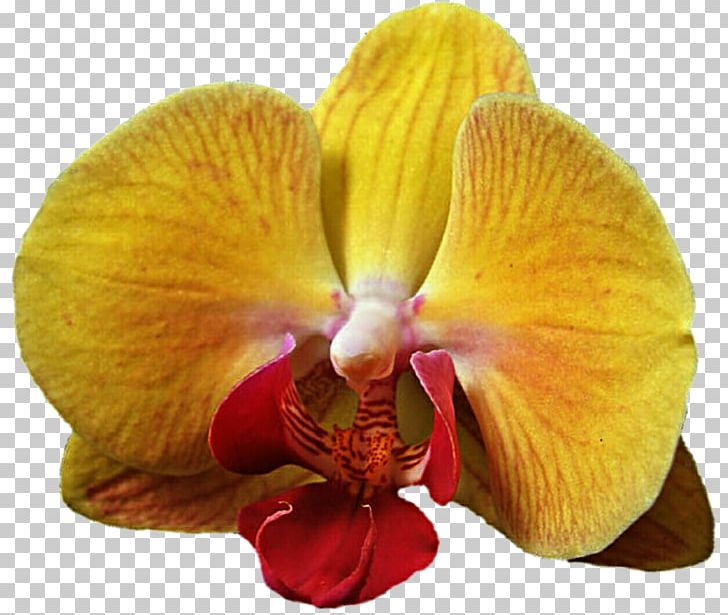 Flower Moth Orchids Cattleya Orchids Petal PNG, Clipart, Cattleya, Cattleya Orchids, Flower, Flowering Plant, Moth Free PNG Download