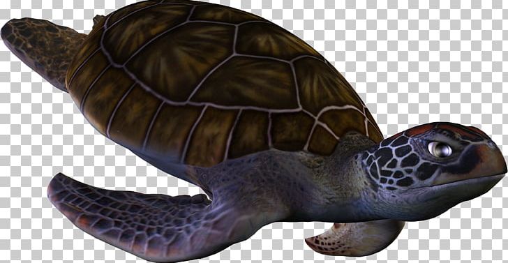 Loggerhead Sea Turtle Box Turtle PNG, Clipart, Animal, Emydidae, Encapsulated Postscript, Fauna, Life Free PNG Download