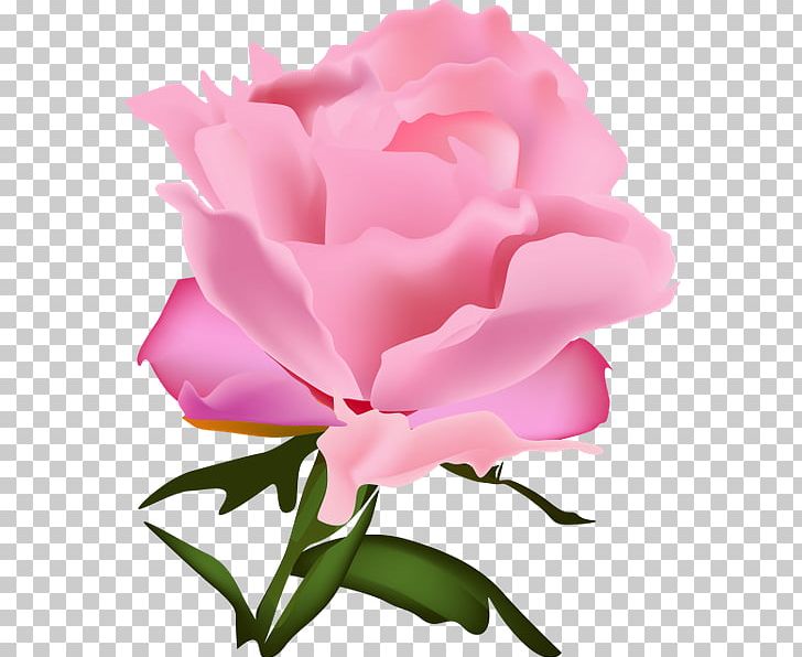 Garden Roses Cabbage Rose Floribunda Carnation Cut Flowers PNG, Clipart, Annual Plant, Carnation, Cut Flowers, Floribunda, Flower Free PNG Download