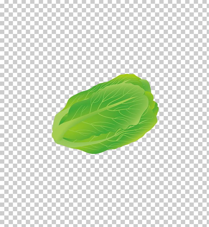 Iceberg Lettuce Vegetable Leaf PNG, Clipart, Cabbage, Cabbage Vector, Chinese Cabbage, Food, Fresh Free PNG Download