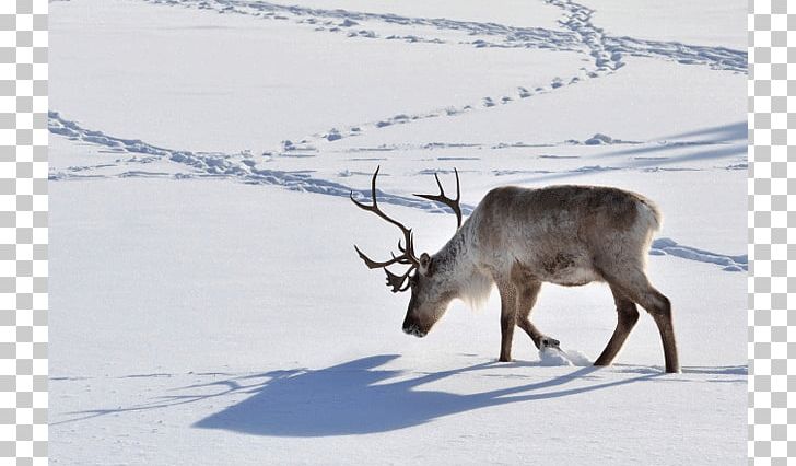Santa Claus Boreal Woodland Caribou Deer Dog Animal Track PNG, Clipart, Animal, Animal Track, Antler, Arctic, Boreal Woodland Caribou Free PNG Download