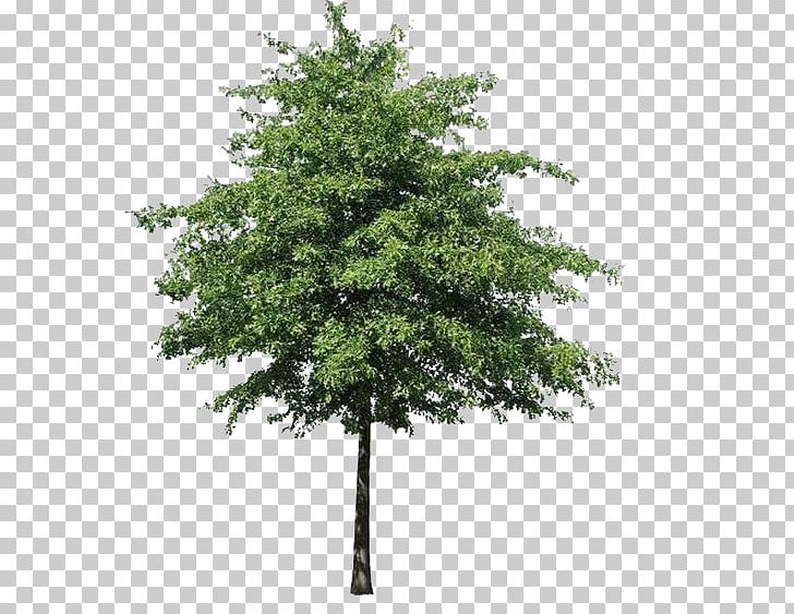 Tree PNG, Clipart, Birch, Branch, Computer Icons, Desktop Wallpaper, Evergreen Free PNG Download
