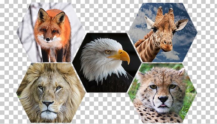 Animal Cheetah Wildlife Cat Lion PNG, Clipart, Animal, Animal Rights, Animal Testing, Big Cats, Carnivoran Free PNG Download