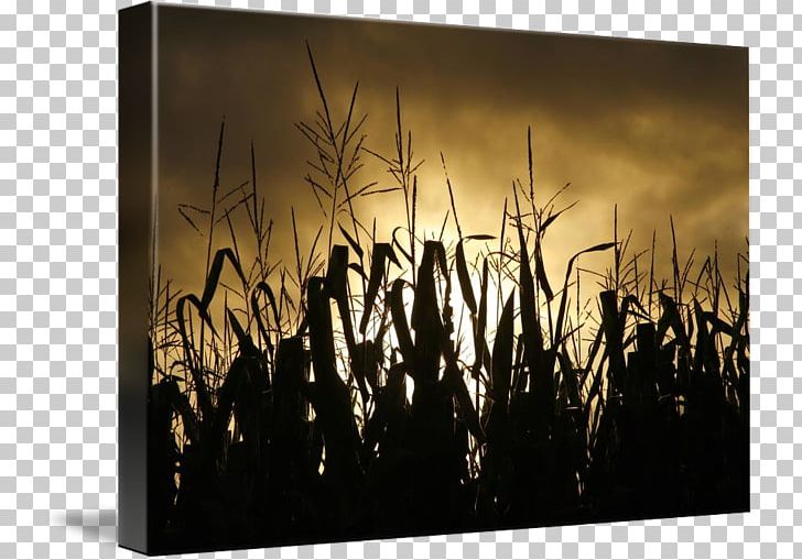 Corn On The Cob Field Corn Curtain Maize Douchegordijn PNG, Clipart, Agriculture, Art, Bathroom, Corn Field, Corn On The Cob Free PNG Download