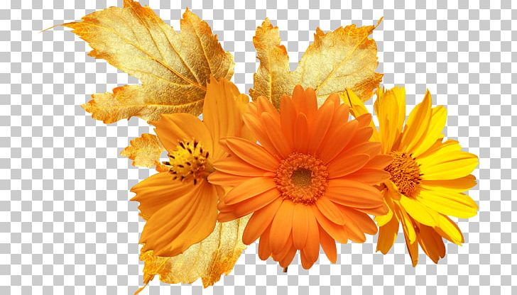 Flower Orange Common Daisy Yellow Color PNG, Clipart, Calendula, Chrysanths, Color, Common Daisy, Computer Wallpaper Free PNG Download