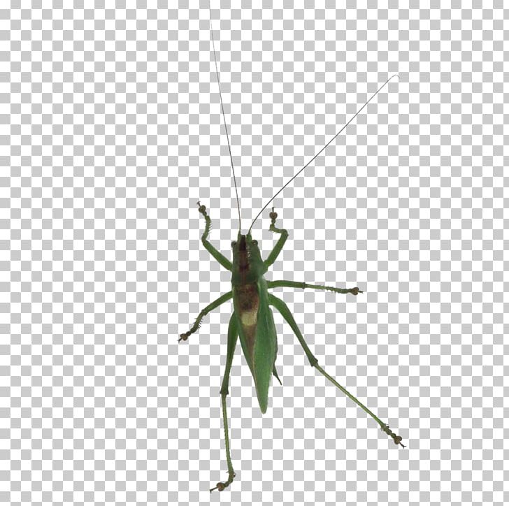Pterygota Grasshopper Cricket Invertebrate Pest PNG, Clipart, Arthropod, Cricket, Cricket Like Insect, Cricket Wireless, Fly Free PNG Download