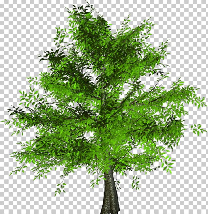 Shrub Larch Leaf PNG, Clipart, Branch, Evergreen, Larch, Leaf, Plant Free PNG Download