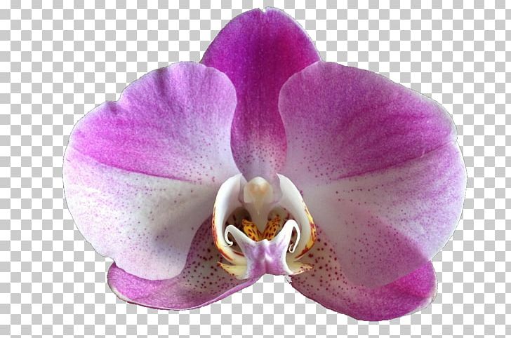 Beautiful Orchids Flower Moth Orchids PNG, Clipart, Beautiful, Beautiful Orchids, Cattleya, Color, Flores Free PNG Download