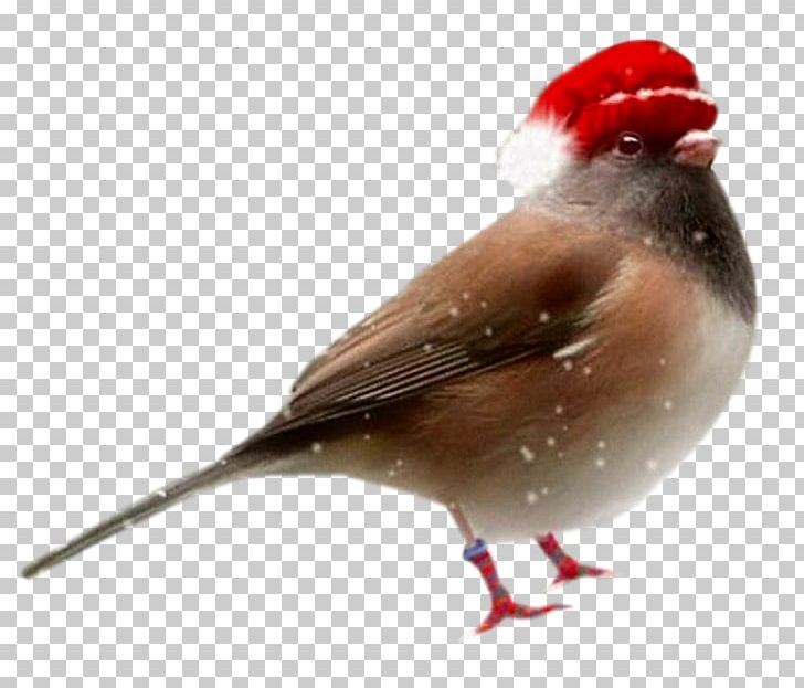 Bird Santa Claus Christmas PNG, Clipart, Animals, Beak, Bird Cage, Bird Nest, Birds Free PNG Download
