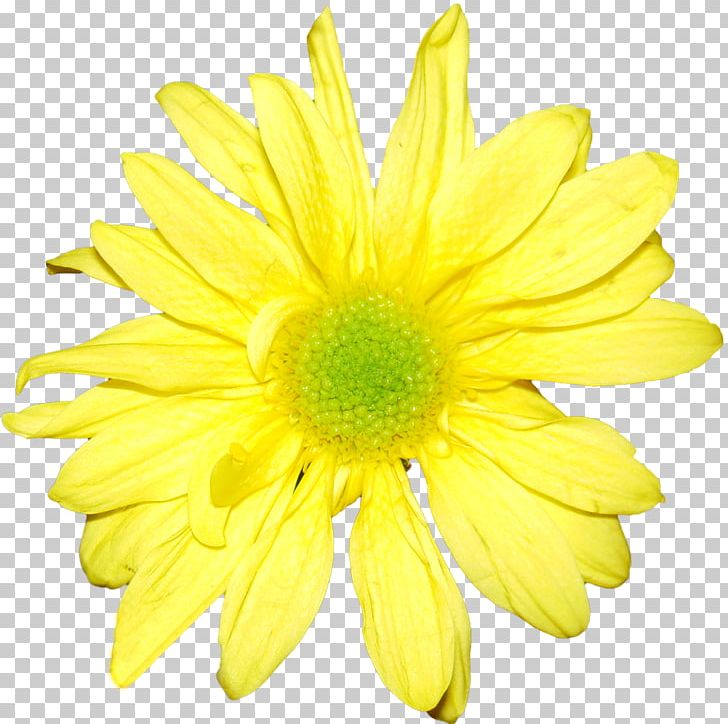 Flower Yellow Chrysanthemum Orange White PNG, Clipart, Argyranthemum Frutescens, Chrysanthemum, Chrysanths, Cut Flowers, Dahlia Free PNG Download