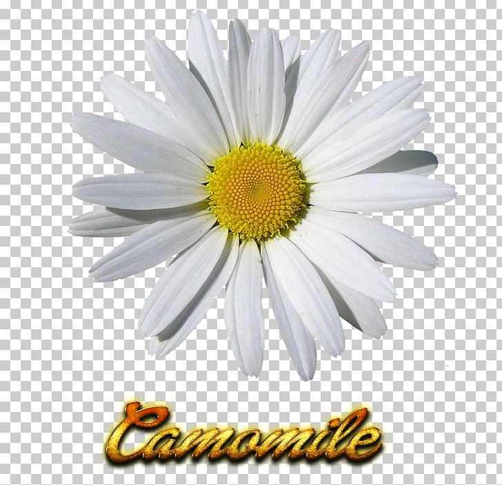 Portable Network Graphics Chamomile Open PNG, Clipart, Aster, Camomile, Chamaemelum Nobile, Chamomile, Chrysanths Free PNG Download