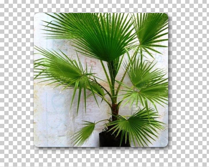 Arecaceae Plant Areca Palm Tree Washingtonia PNG, Clipart, Arecaceae, Arecales, Areca Palm, Borassus Flabellifer, Coconut Free PNG Download