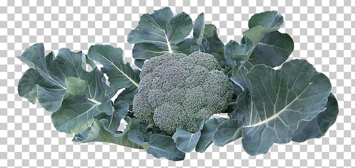 Broccoli Collard Greens Vegetable PNG, Clipart, Broccoli, Broccoli 0 0 3, Broccoli Art, Broccoli Dog, Broccoli Sketch Free PNG Download