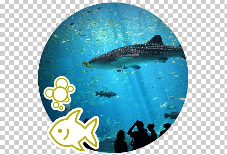 Georgia Aquarium Okinawa Churaumi Aquarium Singapore Whale Shark PNG, Clipart, Animals, Aqua, Aquarium, Cartilaginous Fish, Coral Reef Free PNG Download