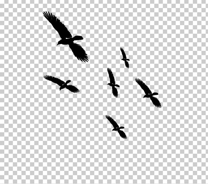 John Cutter Investigations PNG, Clipart, Animal Migration, Animals, Art, Artist, Beak Free PNG Download