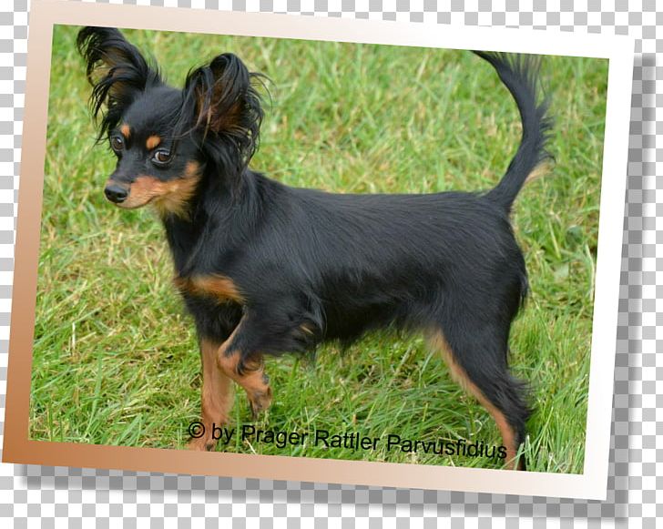 Ormskirk Terrier Russkiy Toy English Toy Terrier German Pinscher Miniature Pinscher PNG, Clipart, Black And Tan Terrier, Carnivoran, Companion Dog, Dog Breed, Dog Like Mammal Free PNG Download