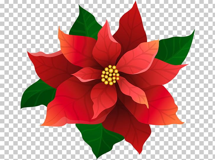 Poinsettia Christmas PNG, Clipart, Annual Plant, Art, Christmas, Dahlia, Display Resolution Free PNG Download