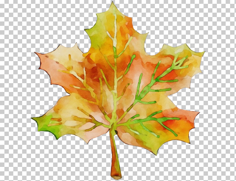 Maple Leaf PNG, Clipart, Autumn, Black Maple, Black Oak, Deciduous, Flower Free PNG Download