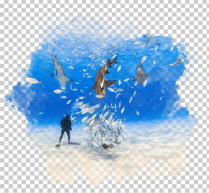 Bahamas Scuba Diving Underwater Diving Hotel Resort PNG, Clipart, Bahamas, Beach, Blue, Caribbean, Cay Free PNG Download