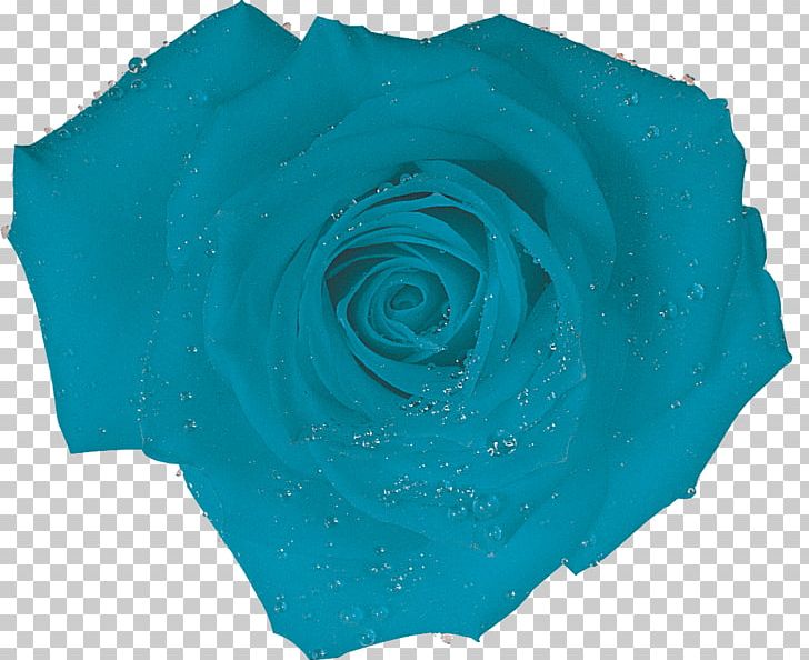 Blue Rose Turquoise Blue Rose Aqua PNG, Clipart, Aqua, Azure, Blue, Blue Rose, Cobalt Blue Free PNG Download