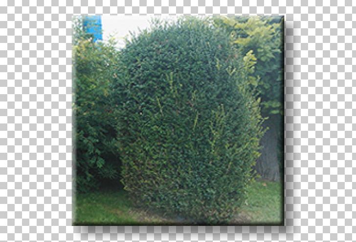 English Yew Shrubland Hedge Buxus Sempervirens Evergreen PNG, Clipart, Biome, Box, Broadleaved Tree, Buxus, Buxus Sempervirens Free PNG Download