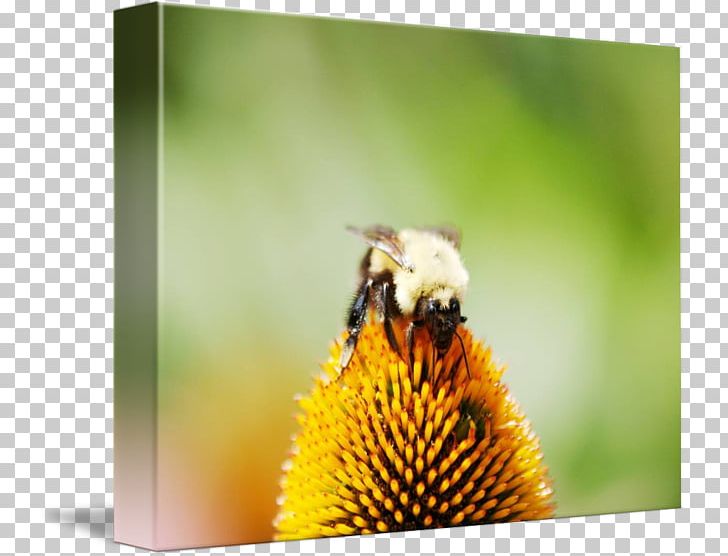 Honey Bee Bumblebee Nectar Pollen PNG, Clipart, Arthropod, Bee, Bumblebee, Flora, Flower Free PNG Download