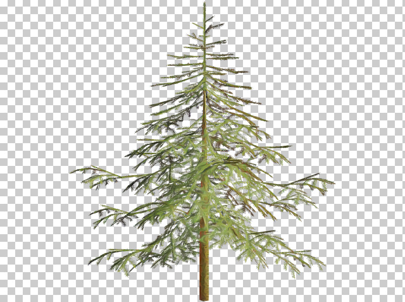 Christmas Tree PNG, Clipart, American Larch, Balsam Fir, Branch, Christmas Decoration, Christmas Tree Free PNG Download