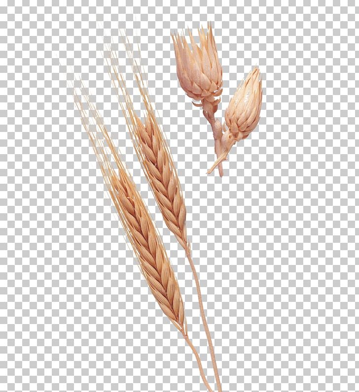 Emmer Einkorn Wheat Ear PNG, Clipart, Abstract Pattern, Cereal, Cereal Germ, Commodity, Crop Free PNG Download