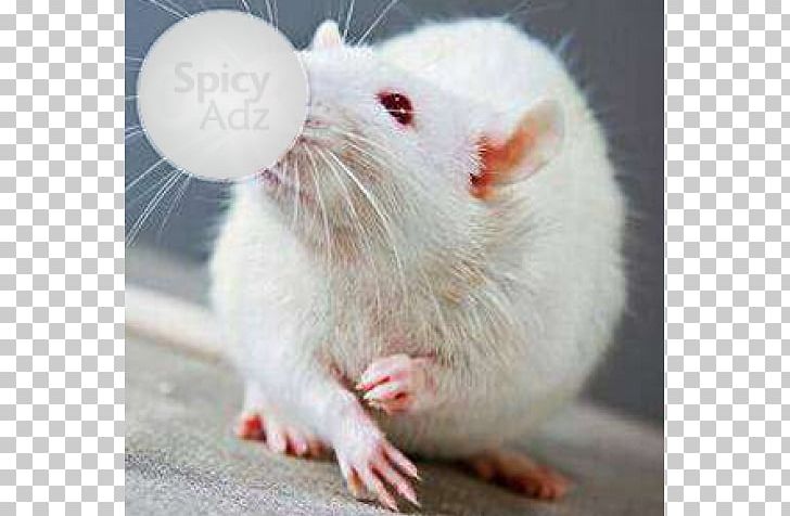 Gerbil Brown Rat Laboratory Rat Mouse Albinism PNG, Clipart, Albinism, Animal, Brown Rat, Fauna, Gerbil Free PNG Download