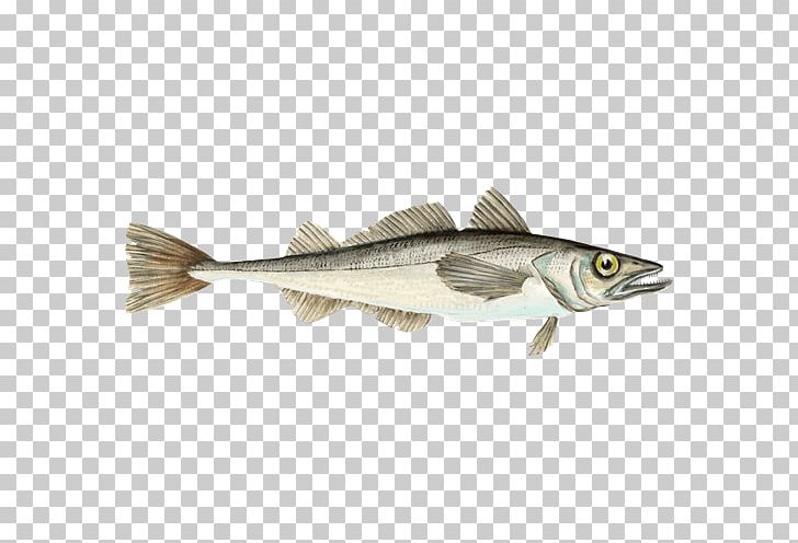 Monterey Bay Aquarium Cod Fishery North Pacific Hake PNG, Clipart, Animal Source Foods, Barramundi, Capelin, Cod, Fauna Free PNG Download