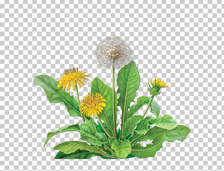 Dandelion Coffee Green Tea Tea Bag Herbal Tea PNG, Clipart, Annual Plant, Aster, Caffeine, Camellia Sinensis, Chicory Free PNG Download