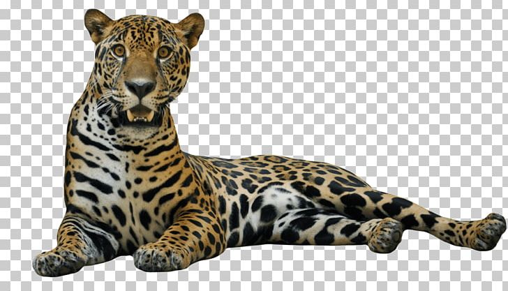 Jaguar PNG, Clipart, Animals, Big Cat, Big Cats, Carnivoran, Cat Like Mammal Free PNG Download