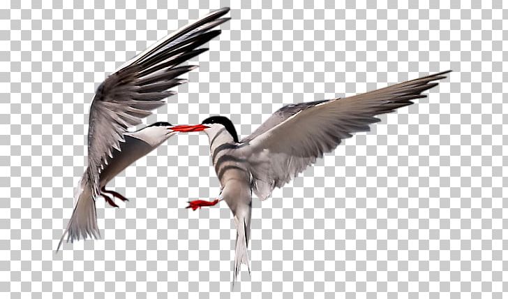 Seabird Cygnini Wader Goose PNG, Clipart, 123, Animal, Animals, Beak, Bird Free PNG Download