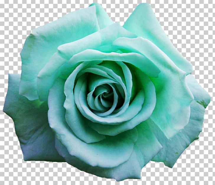 Garden Roses Blue Rose Cabbage Rose Cut Flowers PNG, Clipart, Aqua, Blue, Blue Rose, Cabbage Rose, Cut Flowers Free PNG Download