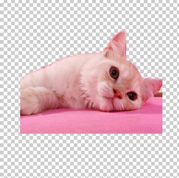 Kitten Pink Cat Whiskers Domestic Short-haired Cat PNG, Clipart, Animals, Carnivoran, Cat, Cat Like Mammal, Domestic Short Haired Cat Free PNG Download