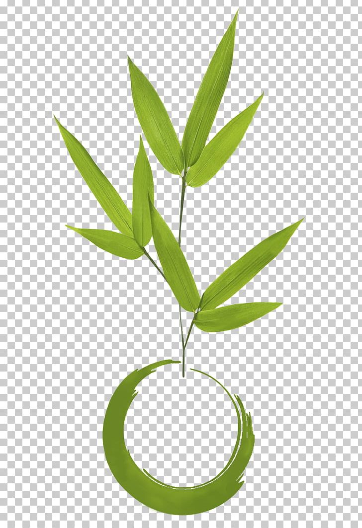 Madrid Kokedama Plant Floral Design Flowerpot PNG, Clipart, Bamboo, Drawing, Ficus Microcarpa, Floral Design, Flower Free PNG Download