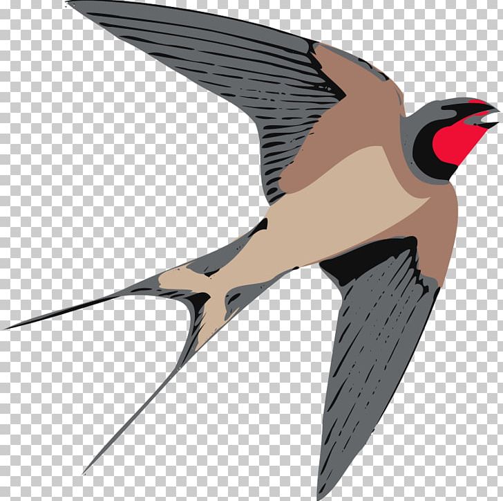 Swallow Bird PNG, Clipart, Barn Swallow, Beak, Bird, Bird Flight, Blog Free PNG Download