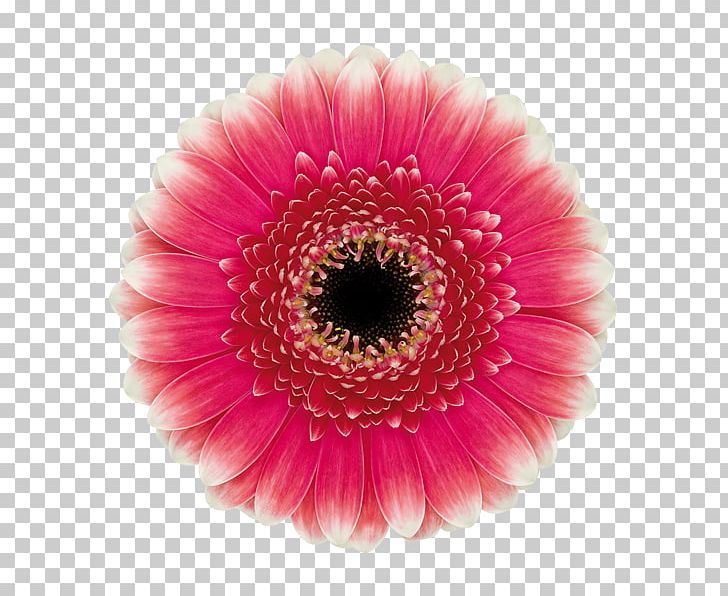 Transvaal Daisy Common Daisy Cut Flowers Blume PNG, Clipart, Asterales, Blume, Color, Common Daisy, Cut Flowers Free PNG Download