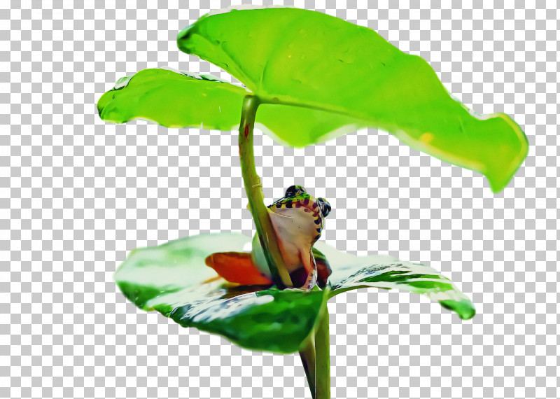 Tree Frog Frogs Leaf Insect Plant Stem PNG, Clipart, Cane Toad, Flower, Frogs, Insect, Leaf Free PNG Download