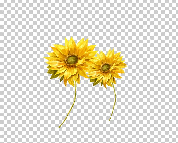 Common Sunflower Sunflower Seed Transvaal Daisy Cut Flowers PNG, Clipart, Chrysanthemum, Daisy Family, Environmental, Environmental Protection, Flower Free PNG Download