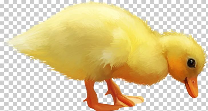 Duck Yellow PNG, Clipart, Adobe Illustrator, Animals, Beak, Bird, Chicken Free PNG Download