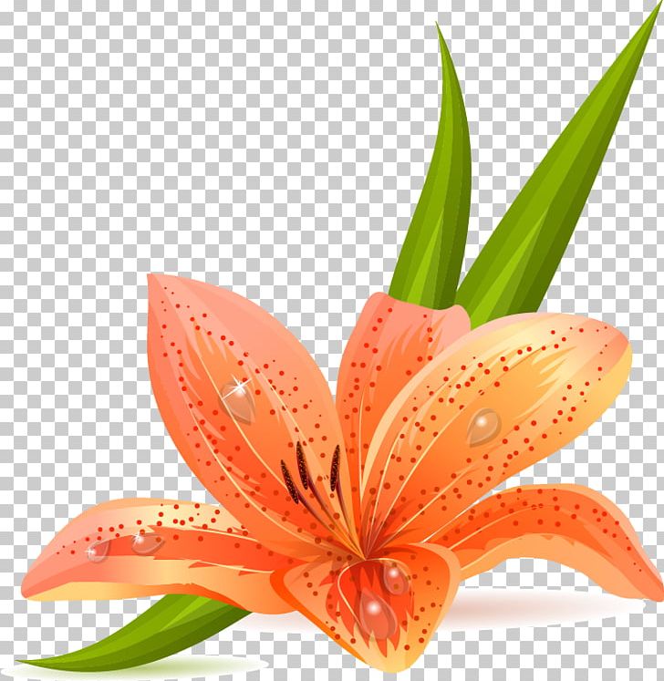 Lilium Bulbiferum Tiger Lily Arum-lily Easter Lily PNG, Clipart, Arumlily, Encapsulated Postscript, Flower, Hand, Hand Drawn Free PNG Download