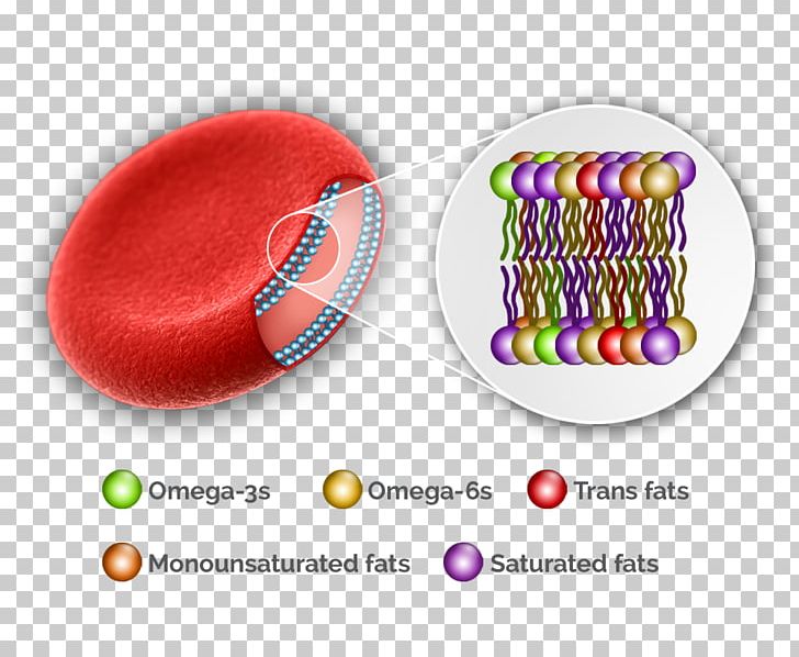 Molecular Biology Of The Cell Red Blood Cell PNG, Clipart, Biology, Blood, Blood Cell, Blood Test, Blood Vessel Free PNG Download