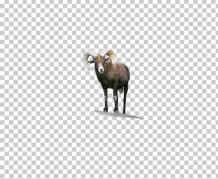 Sheep Random-access Memory Longman Dictionary Of Contemporary English Meaning PNG, Clipart, Animal, Animals, Cartoon Sheep, Cattle Like Mammal, Cow Goat Family Free PNG Download