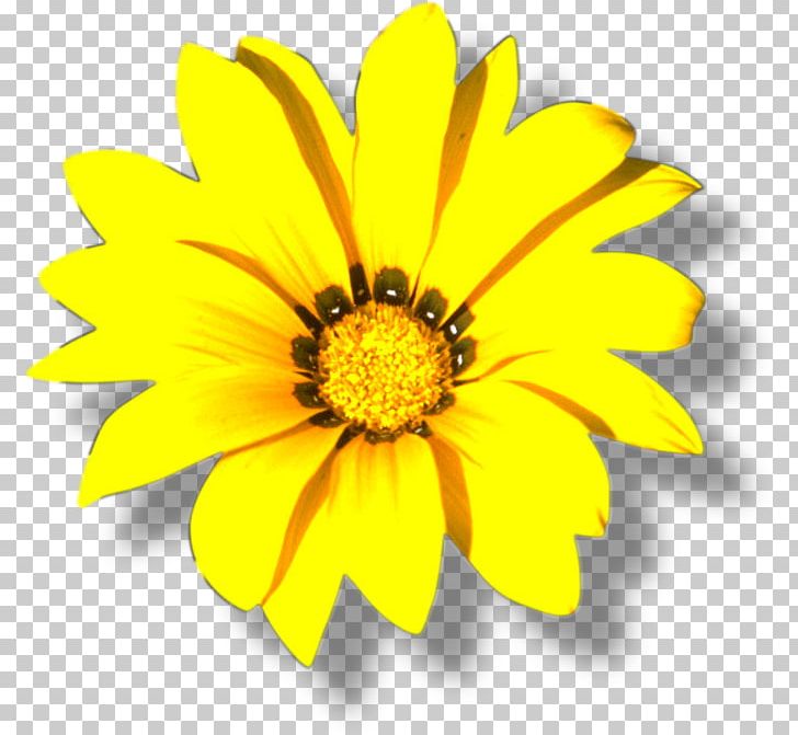 Yellow Color Flower PNG, Clipart, Annual Plant, Black And White, Calendula, Chrysanths, Color Free PNG Download