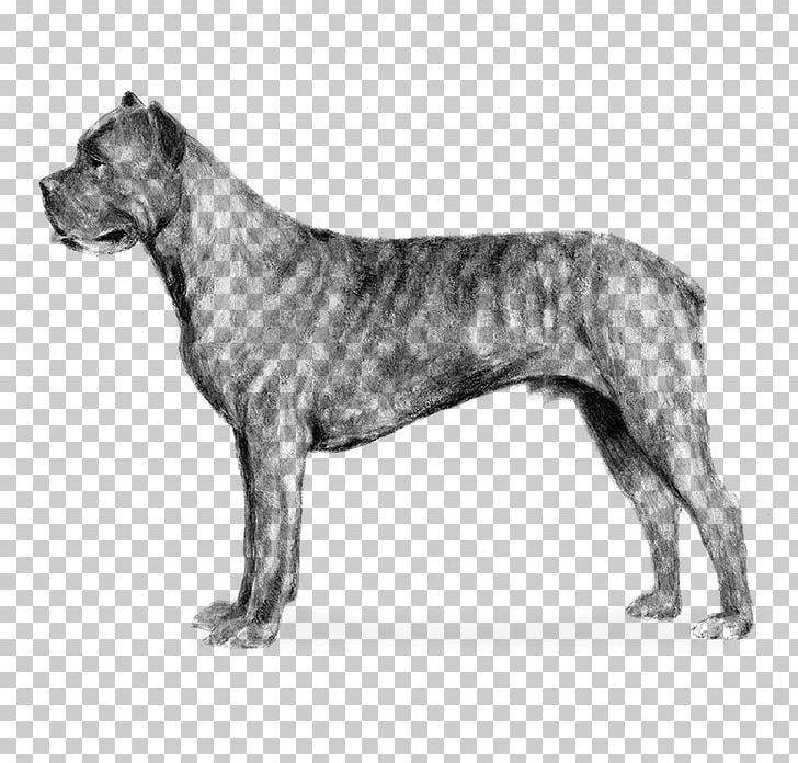 Cane Corso Bullmastiff Airedale Terrier English Mastiff Boxer PNG, Clipart, Airedale Terrier, American Kennel Club, Ancient Dog Breeds, Animals, Black And White Free PNG Download